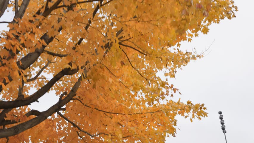 Low angle shot of vibrant yellow fall foliage framing the McNamara Alumni Center