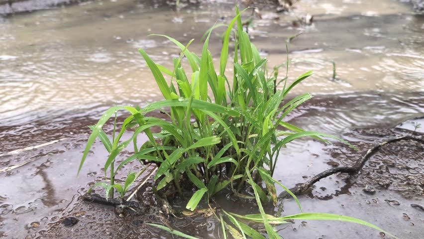 grass that is being hit by rain