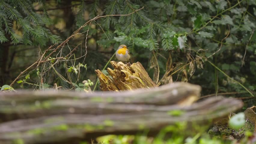 Robin perches calmly on broken tree stump in green forest, soft background and natural light