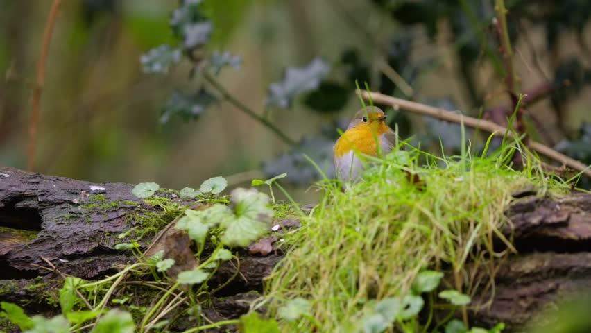 Closeup of eurasian robin perched on stump, partially obscured by grass in soft forest light