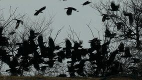 A large flock of black crows flying among the bare, dark tree branches against the grey sky. Spooky and dramatic silhouette of a swarm of ravens. Mystical atmosphere or nature background. - Powered by Shutterstock - Get 15% off with code: PIKWIZARD15