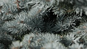 Artistic close-up of a bluish green fir tree branch creating an abstract, softly blurred background, suitable for titles, overlays, and festive designs. - Powered by Shutterstock - Get 15% off with code: PIKWIZARD15