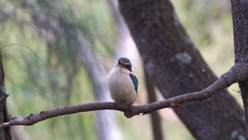 Close up shot of a wild kingfisher perched on a branch, with a soft-focus background of trees and foliage, curiously surveying the surroundings.