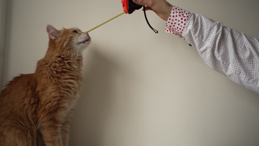 Curious ginger cat with fluffy fur investigates a retractable tape measure held by a hand, then loses interest and gazes away against a simple indoor background, playful and adorable