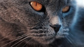 Close up of a grey British Shorthair cat's golden eyes with detailed fur and sharp reflection in the iris - Powered by Shutterstock - Get 15% off with code: PIKWIZARD15