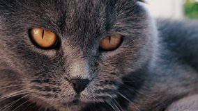 Close up of a grey British Shorthair cat's golden eyes with detailed fur and sharp reflection in the iris - Powered by Shutterstock - Get 15% off with code: PIKWIZARD15
