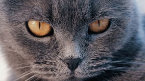 Close up of a grey British Shorthair cat's golden eyes with detailed fur and sharp reflection in the iris - Powered by Shutterstock - Get 15% off with code: PIKWIZARD15