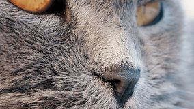 Close up of a grey British Shorthair cat's golden eyes with detailed fur and sharp reflection in the iris - Powered by Shutterstock - Get 15% off with code: PIKWIZARD15
