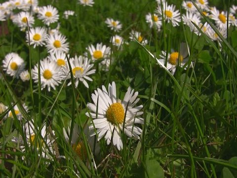 daisies on grass