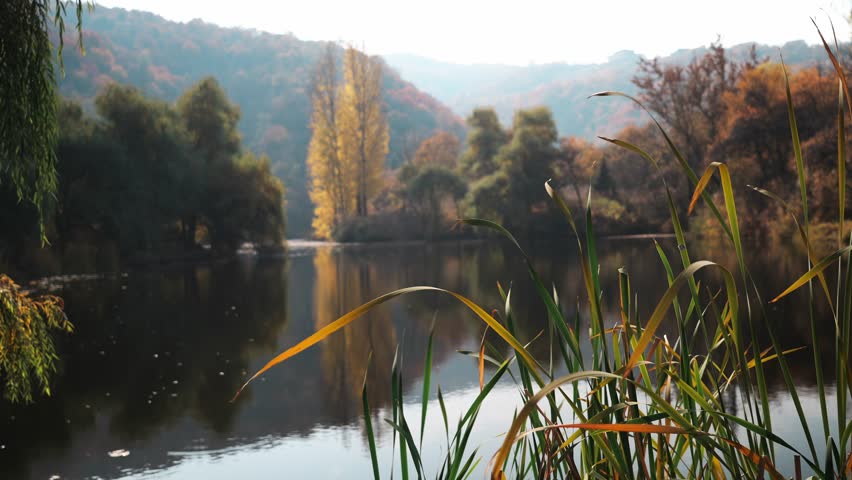 Grass on the background of the lake. Mountainous area with different vegetation.