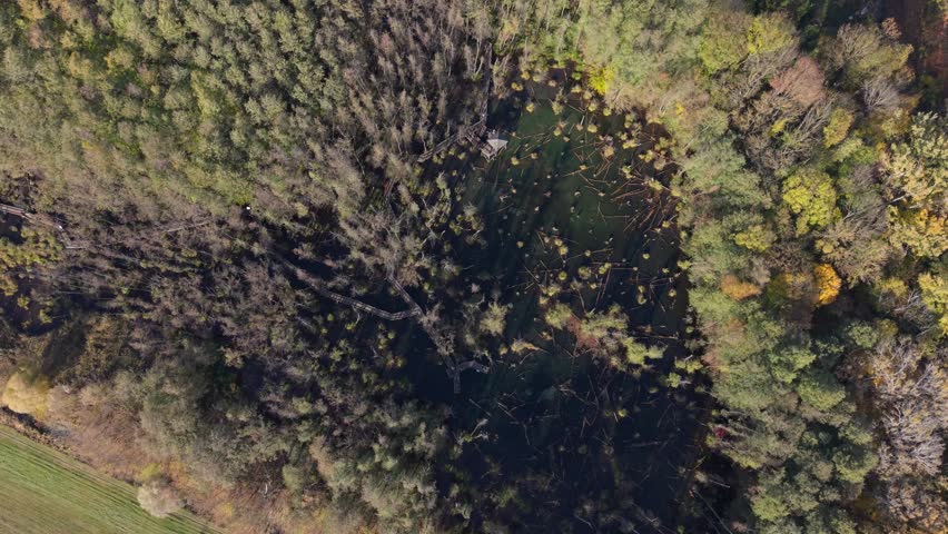 A drone view of a dense forest surrounding a dark wetland area with fallen branches and dead trees. A wooden boardwalk trail weaves through the marsh, creating contrast against the natural landscape.