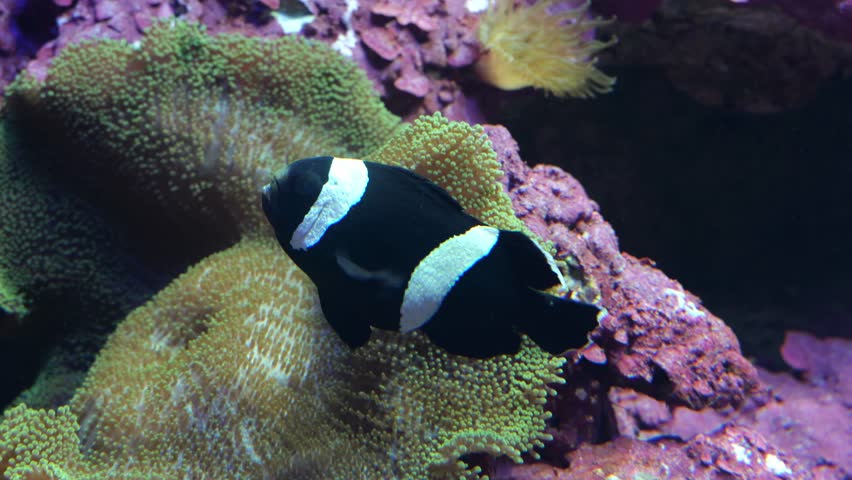 Fish in Sunshine Aquarium, Ikebukuro, Tokyo, Japan.