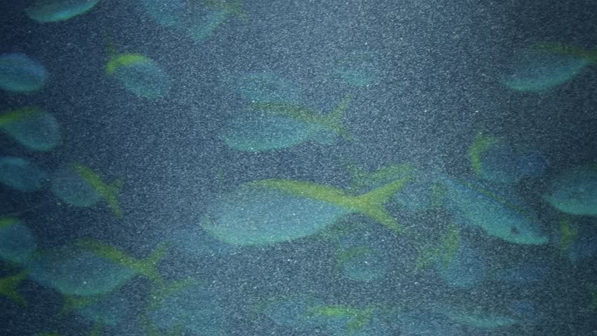 Fish in Sunshine Aquarium, Ikebukuro, Tokyo, Japan.