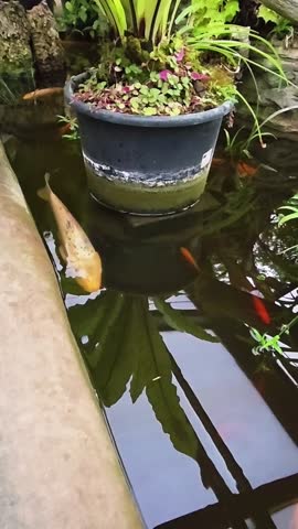 Colorful koi fish swim in a pond lined with small rocks in a roofed greenhouse.