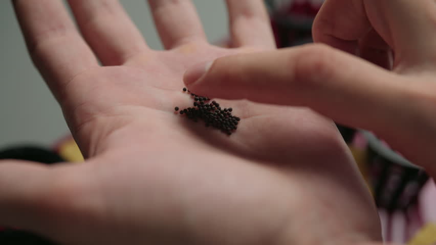 Close-up of male hand holding small seeds in palm, inspecting and preparing them for sowing, representing concepts of gardening, agriculture, growth, planning, sustainability for new beginnings.