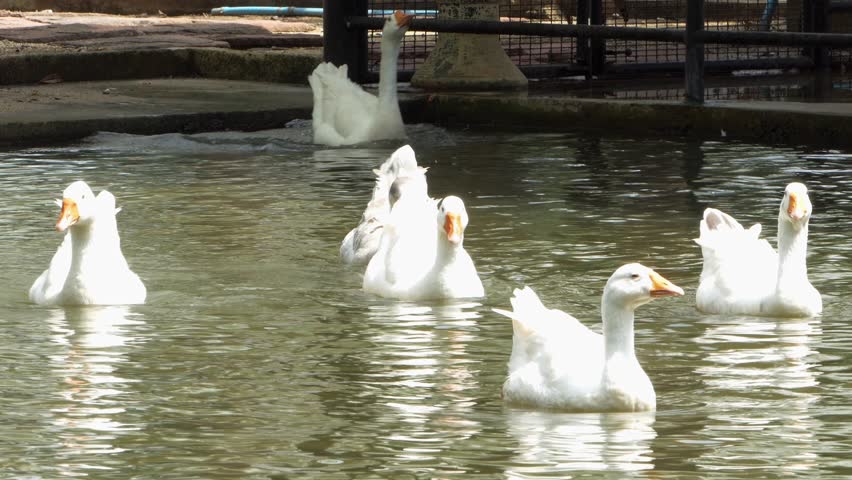 A serene scene of white geese swimming in a peaceful pond showcasing nature