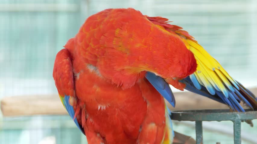 A vibrant close-up of colorful parrots showcasing unique behavior in a zoo setting.