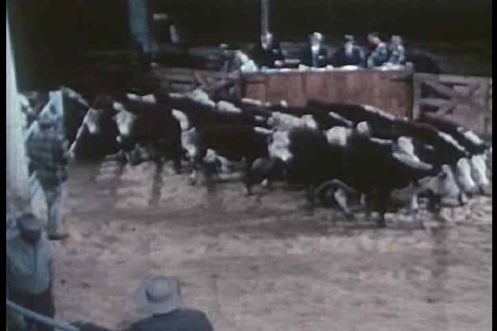 1960s - Cattle are auctioned off to feedlot operators.