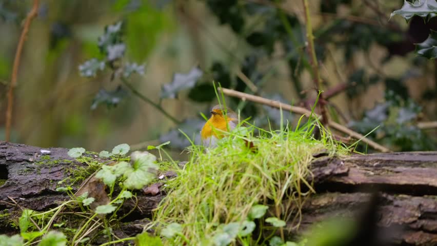 Eurasian robin peeks from behind grass tufts in forest clearing with blurred natural background