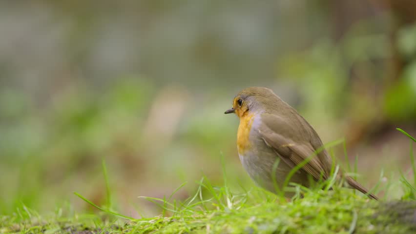 Robin rear view as it hops off across mossy ground, disappearing from frame into soft forest