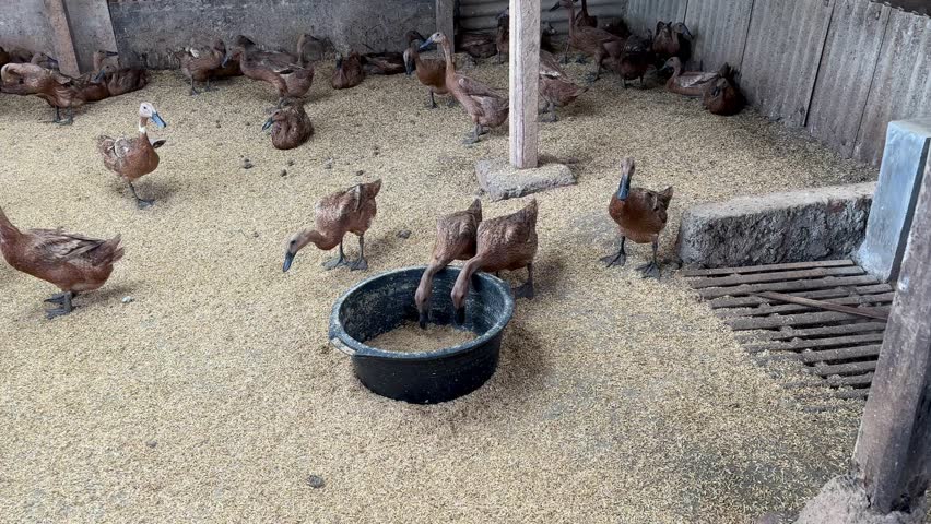 Domestic brown ducks (Anas platyrhynchos domesticus) feed from a black bucket in a rustic enclosure, standing on a thick layer of rice husks or paddy feed.