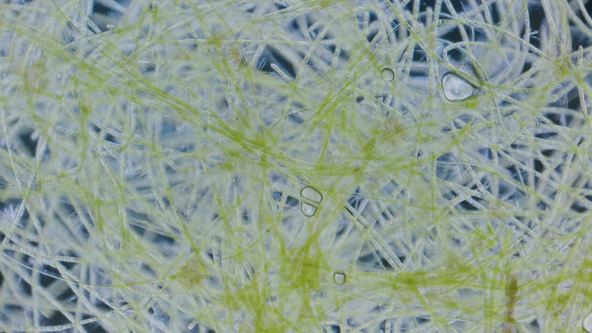 Green algae producing oxygen in light under microscope timelapse