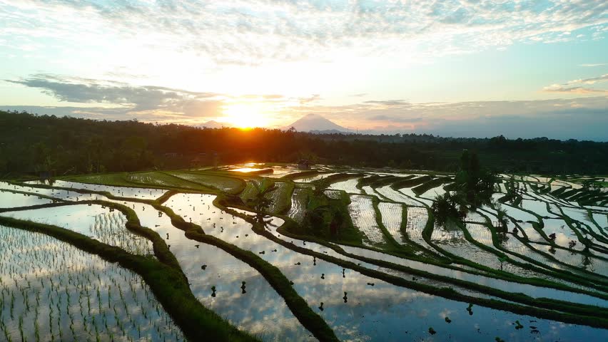 Aerial sunrise over Jatiluwih rice terraces in Bali, Indonesia, with morning mist and light, clouds reflect in water