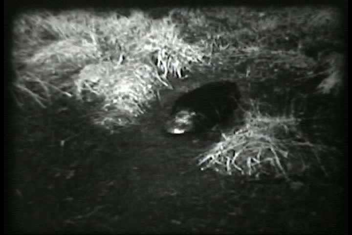 1930s - Beavers are seen walking and swimming. A beaver lodge is shown in a cutaway view.