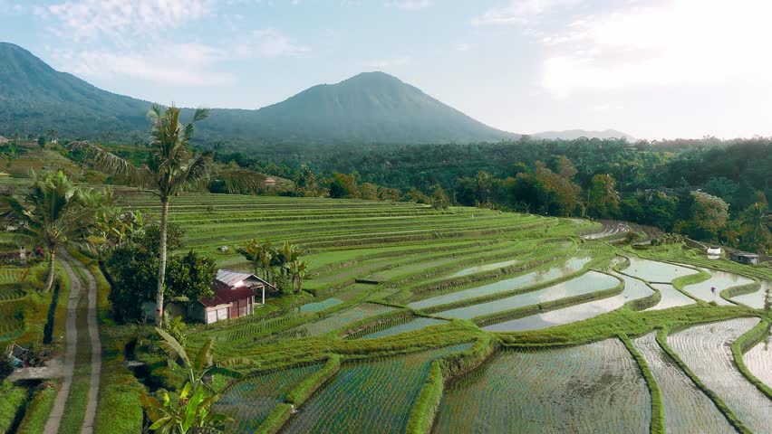 Aerial landscape of Jatiluwih rice terraces in Bali, hills, farms, and tropical greenery with no people around