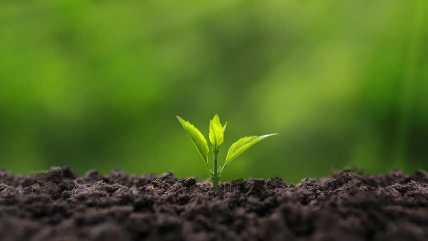 Green seedlings growing in green forest with icons - ESG concept of environment, ecology and global sustainability. Green business, eco-friendly, ecology, Earth Day, CSR and Net Zero.