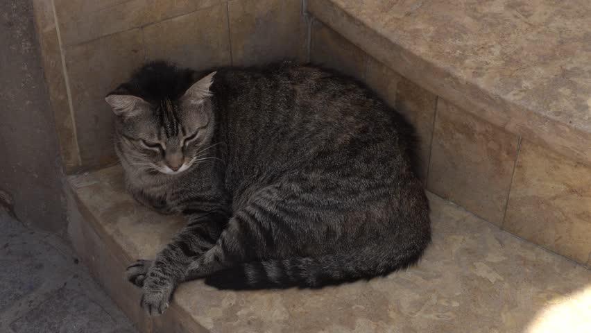 A great tabby cat lying down and enjoying a break on a step.
