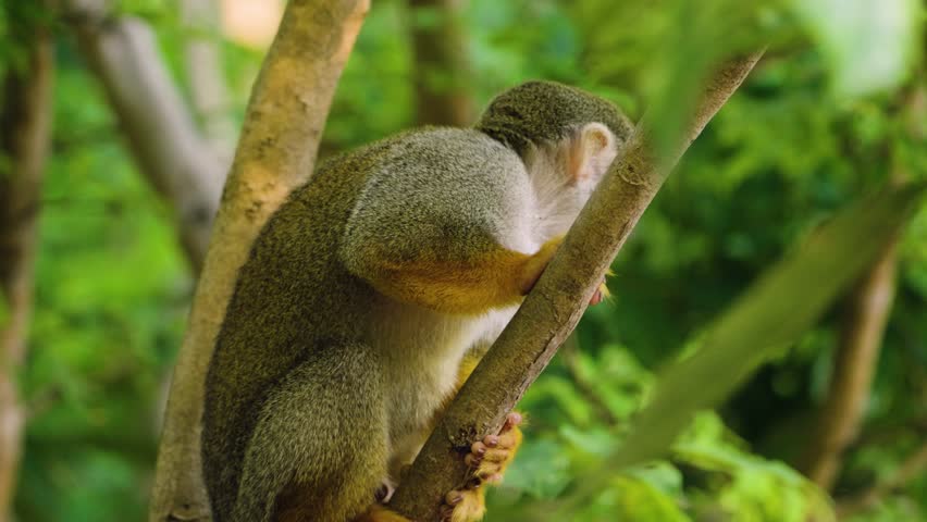 A squirrel monkey looks around while sitting in a tree before climbing upwards and out of frame. Filmed in the Brazilian Amazon. SLOW MOTION.