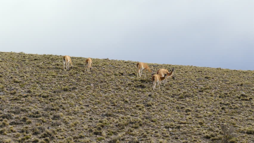 A small group of guanacos stands on the dry grassy slope of the Argentine steppe beneath a pale sky.