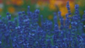 Rack-focus reveal on lavender (Lavandula angustifolia), blue-violet spikes against soft yellow bokeh in a summer garden at dusk - Powered by Shutterstock - Get 15% off with code: PIKWIZARD15
