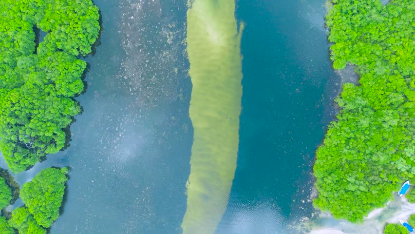 Aerial view of lush green mangrove trees bordering a shallow waterway, with a distinct light-colored sediment streak in the water, Everglades Wetlands.