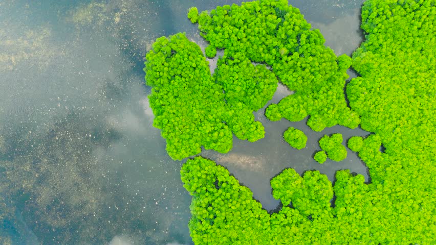 Aerial view of mangrove islands and shallow water, creating a green pattern across the Everglades Wetlands.