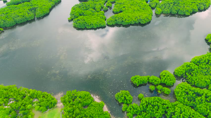 Aerial view of winding rivers flowing through dense green mangrove forests and islands, forming a network of wetlands in the Everglades.