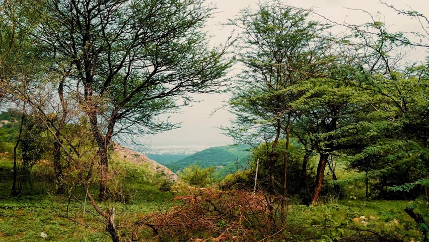 Green Forest Path in Mountain Nature Landscape