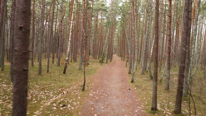 Drone flight between tall trees on forest trail
