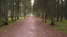 Aerial view of a narrow path in the woods - Powered by Shutterstock - Get 15% off with code: PIKWIZARD15