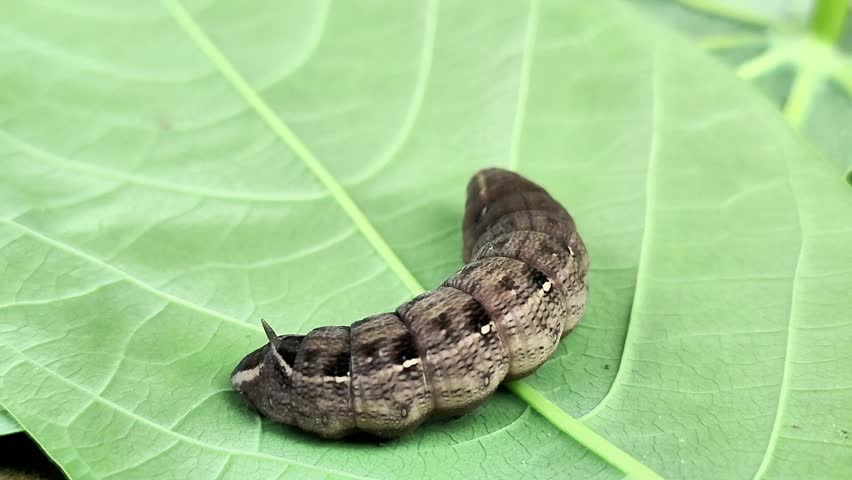 Macro shot of a curled caterpillar on a fresh green leaf. Perfect for wildlife, biology, and educational nature footage.