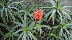aloe plants growing in a garden. The plants have thick, spiky, green leaves arranged in rosettes, and some display tall flower stalks topped with clusters of orange-red tubular blooms - Powered by Shutterstock - Get 15% off with code: PIKWIZARD15