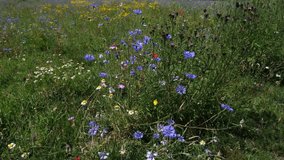 Vibrant Blue Cornflowers, Daisies and other Colorful Wildflowers in a Summer Meadow - Powered by Shutterstock - Get 15% off with code: PIKWIZARD15