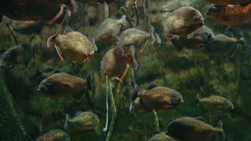 School of red-bellied piranhas swimming together in murky green water with shimmering scales. High quality 4k footage