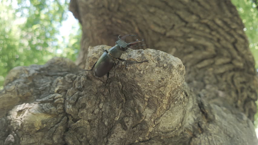 Stag Beetle with big horns goes along large tree branch. Male European Greater Stag Beetle (Lucanus cervus) with enlarged mandibles walks on trunk of an old tree.