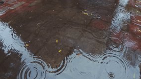 Close-up, Raindrops falling into an autumn puddle on cobblestone pavement, with fallen yellow leaves floating in water. Natural background on rainy autumn day. Natural pattern of rain drops on puddle - Powered by Shutterstock - Get 15% off with code: PIKWIZARD15