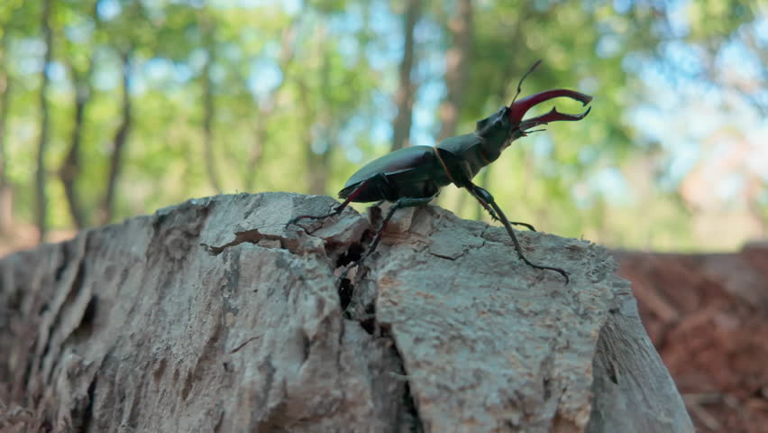Male European Stag Beetle (Lucanus cervus) is making on decaying old log. Greater Stag Beetle with its formidable enlarged mandibles is prominent as it craws along rotten wood stump