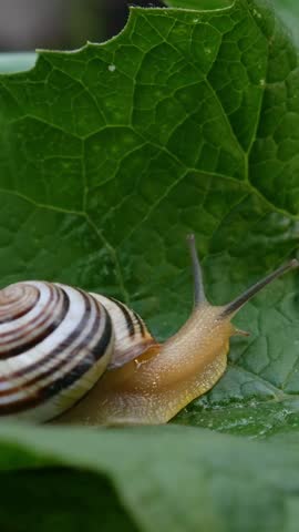 Snail alone on leaf path. Story of independence. Slow decision. Green landscape with vivid veins. Contrast of shelter and exposure. Earth tone harmony. Detailed texture