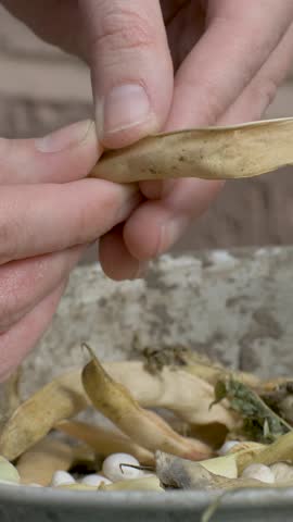 Female hands peel beans from dry pods, placing them into metal bowl. Bowl holds scattered bean and shell. Weathered wooden table adds texture to rural scene