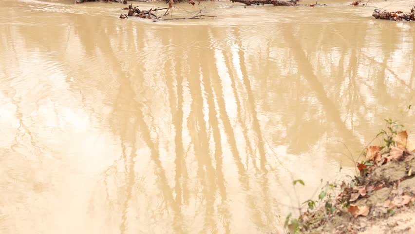 Flooding Muddy River Flows Through Trees